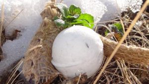 Bath Bubble bomb